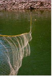 GillNet