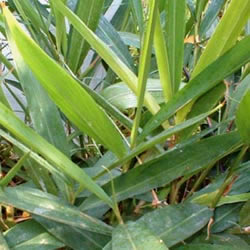 Alpinia calcarate