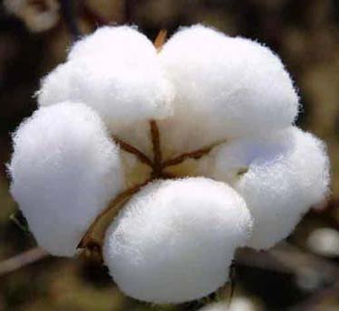 Bales of cotton