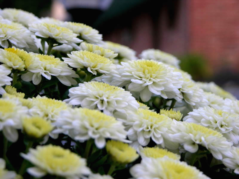 Chrysanthemum sp.