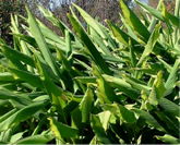 Curcuma aromatica