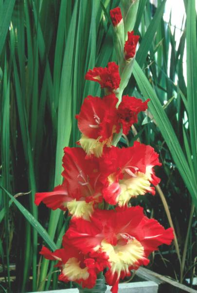 Gladiolus spp.