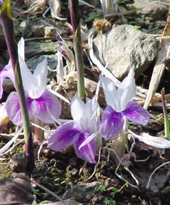 Kaempferia rotunda flower