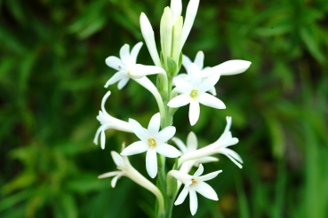 Tuberose (Poliyantha tuberosa) 