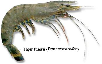 Tiger Prawn