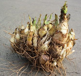 Tuberose bulb