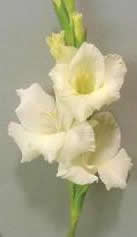 White Friendship