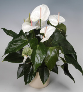 Anthurium spp.