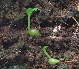 Anthurium seedlings