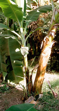 Banana (Musa spp.) 