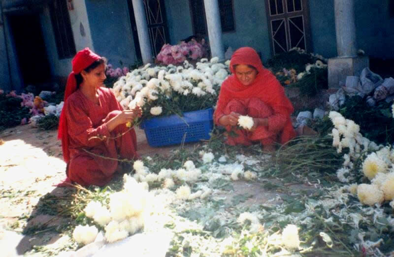 harvesting