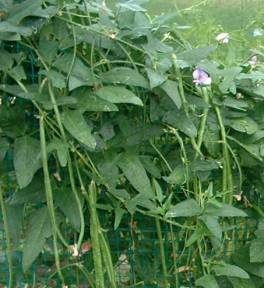 Vigna sinensis