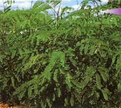 Leucaena leucocephala