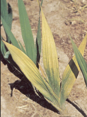 early symptom