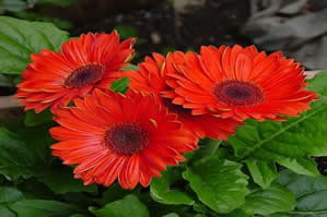 Gerbera (Gerbera jamesonii)