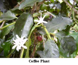 Coffee plant