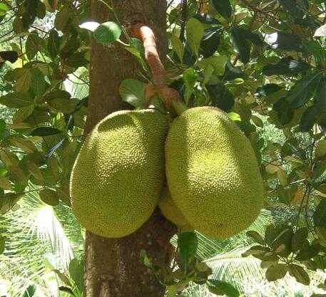 jackfruit