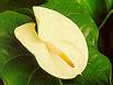 Lima White