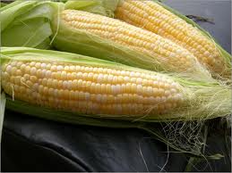 (Zea mays)