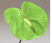Midori