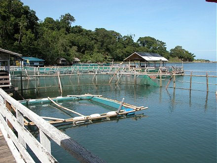 Pen culture of milkfish