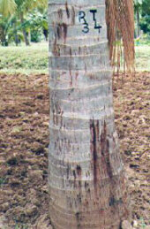 tanjwilt