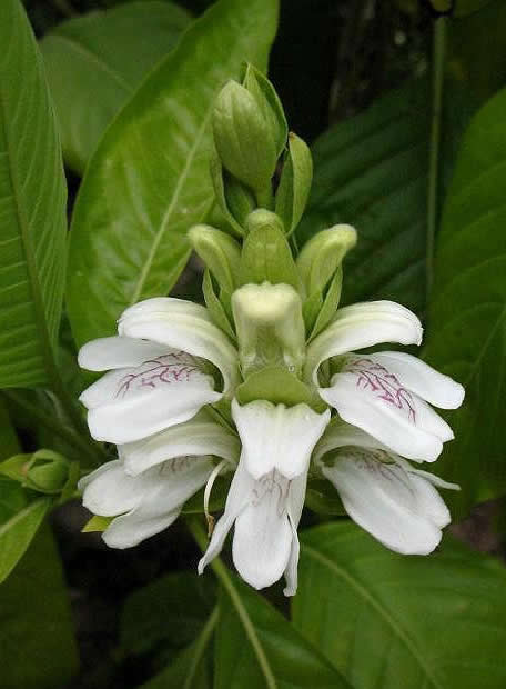 vasica-flowers