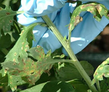 White rust