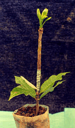 stage4