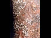 red root dieases