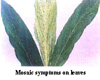 mosaic diease