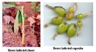 Borers