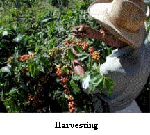 Harvesting