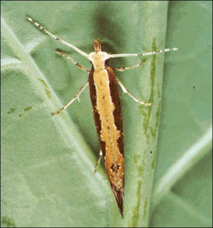 Diamondback moth
