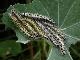 cabbutterfly