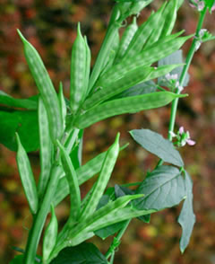 Cluster bean