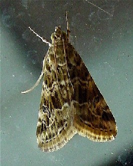 Hellula
