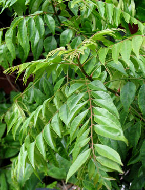 Murraya koenigii