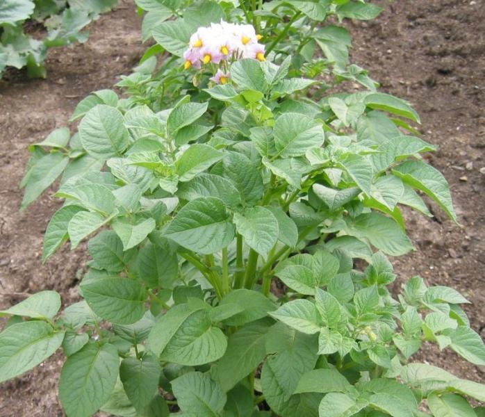 potato plant