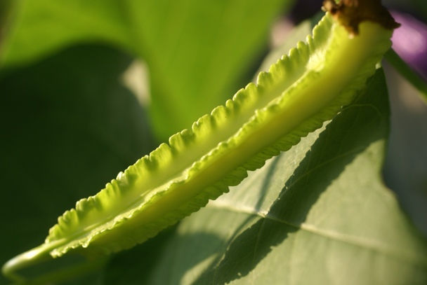 Winged bean 