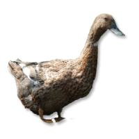 Duck