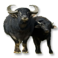 Buffalo