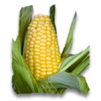 Maize