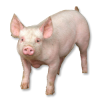 Pig