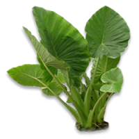 Colocasia