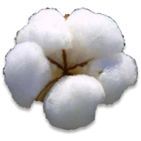 Cotton