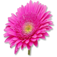 Gerbera