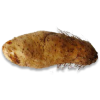 Lesser Yam