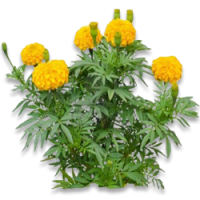 Marigold