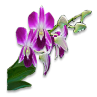 Orchid